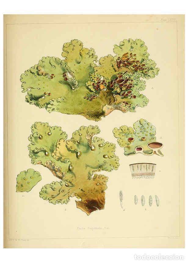 Sammeln von Zeitschriften und Zeitungen: Reproducci&oacute;n/Reproduction 6302468985: The botany of the Antarctic voyage of H.M. discovery ships Ere