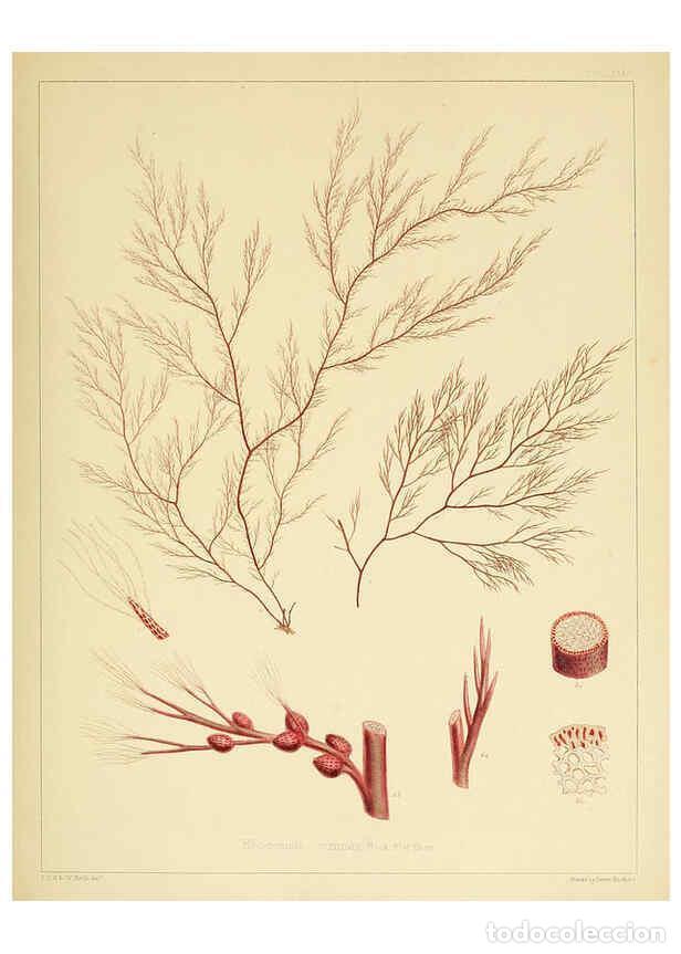 Sammeln von Zeitschriften und Zeitungen: Reproducci&oacute;n/Reproduction 6302991560: The botany of the Antarctic voyage of H.M. discovery ships Ere