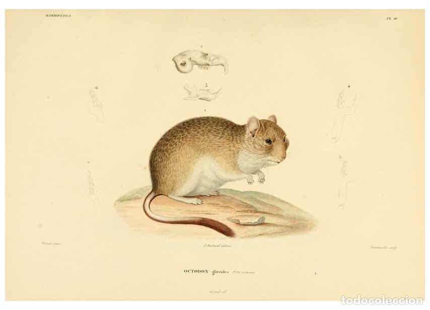 Sammeln von Zeitschriften und Zeitungen: Reproducci&oacute;n/Reproduction 6302649183: Voyage dans l'Am&eacute;rique M&eacute;ridionale. v.9. Paris :Pitois-Levraul