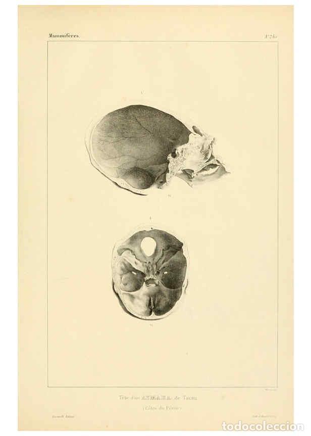 Sammeln von Zeitschriften und Zeitungen: Reproducci&oacute;n/Reproduction 6302645799: Voyage dans l'Am&eacute;rique M&eacute;ridionale. v.9. Paris :Pitois-Levraul