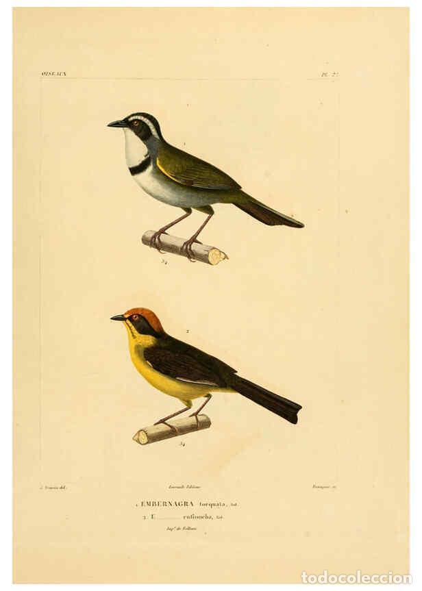 Sammeln von Zeitschriften und Zeitungen: Reproducci&oacute;n/Reproduction 6303186252: Voyage dans l'Am&eacute;rique M&eacute;ridionale. v.9. Paris :Pitois-Levraul