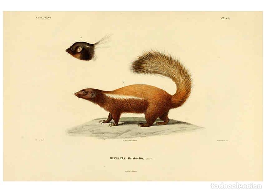 Sammeln von Zeitschriften und Zeitungen: Reproducci&oacute;n/Reproduction 6302648159: Voyage dans l'Am&eacute;rique M&eacute;ridionale. v.9. Paris :Pitois-Levraul