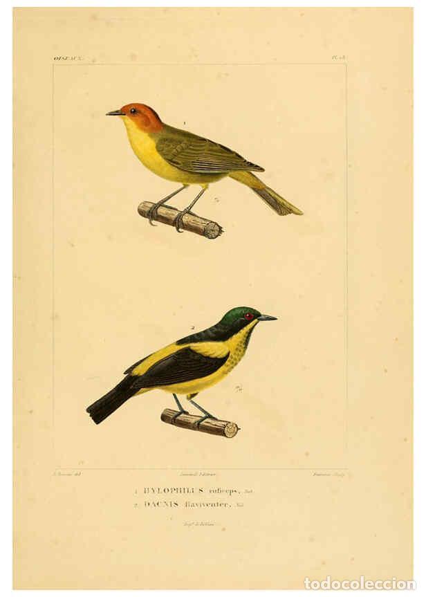 Sammeln von Zeitschriften und Zeitungen: Reproducci&oacute;n/Reproduction 6303181386: Voyage dans l'Am&eacute;rique M&eacute;ridionale. v.9. Paris :Pitois-Levraul