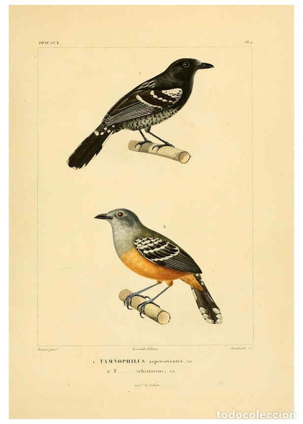 Sammeln von Zeitschriften und Zeitungen: Reproducci&oacute;n/Reproduction 6303177296: Voyage dans l'Am&eacute;rique M&eacute;ridionale. v.9. Paris :Pitois-Levraul