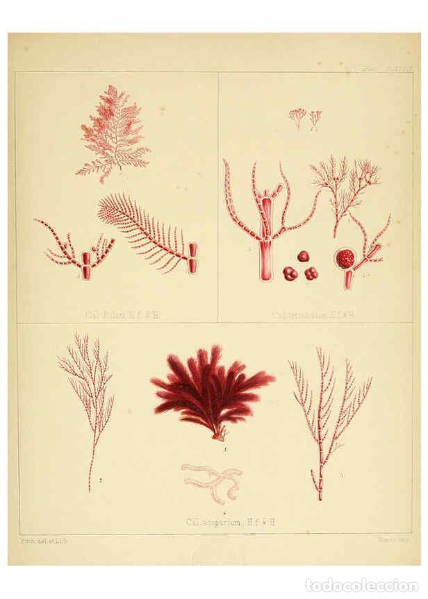 Sammeln von Zeitschriften und Zeitungen: Reproducci&oacute;n/Reproduction 6302992322: The botany of the Antarctic voyage of H.M. discovery ships Ere