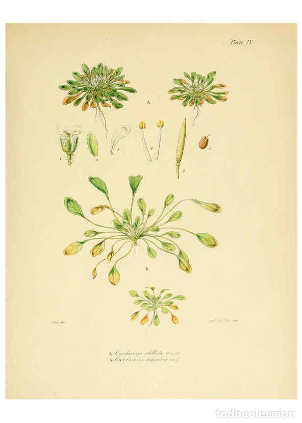 Sammeln von Zeitschriften und Zeitungen: Reproducci&oacute;n/Reproduction 6302407843: The botany of the Antarctic voyage of H.M. discovery ships Ere