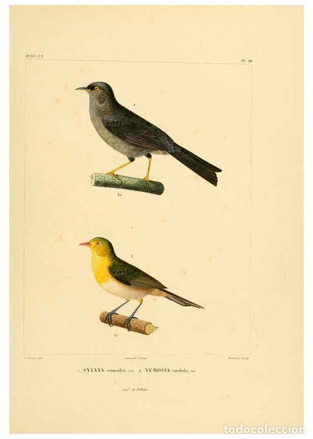 Sammeln von Zeitschriften und Zeitungen: Reproducci&oacute;n/Reproduction 6302657665: Voyage dans l'Am&eacute;rique M&eacute;ridionale. v.9. Paris :Pitois-Levraul