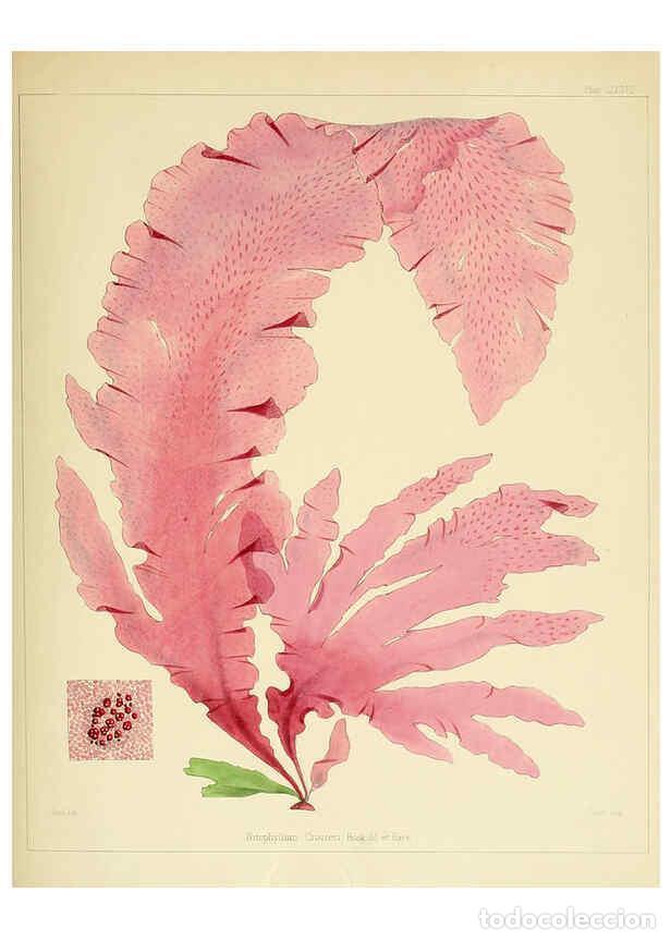 Sammeln von Zeitschriften und Zeitungen: Reproducci&oacute;n/Reproduction 6302463555: The botany of the Antarctic voyage of H.M. discovery ships Ere