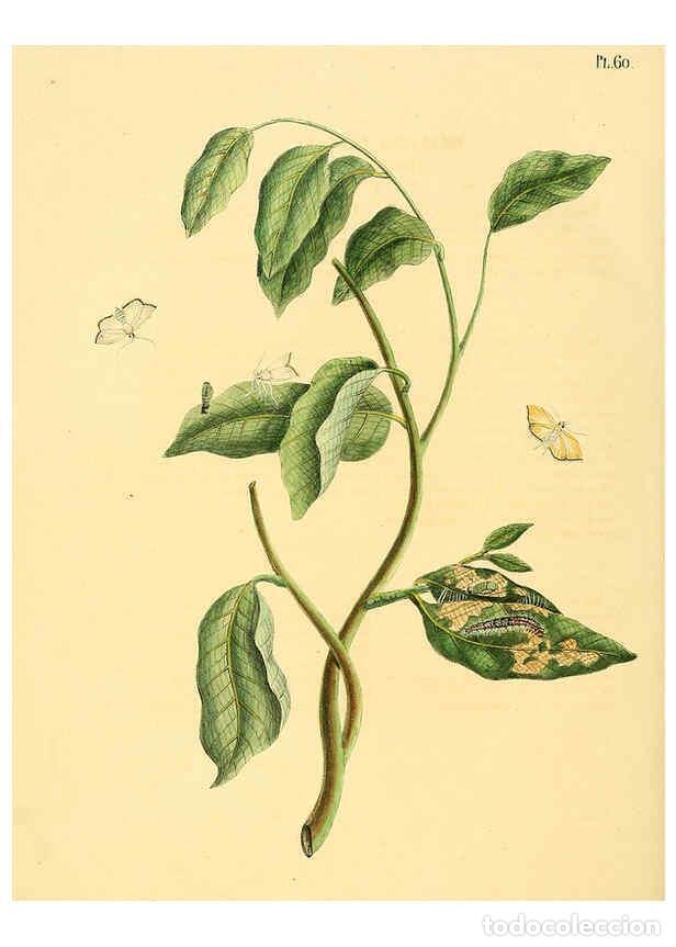 Coleccionismo de Revistas y Peri&oacute;dicos: Reproducci&oacute;n/Reproduction 6126459989: Surinaamsche vlinders d.1-3. Amsterdam :J.C. Sepp en zoon,[184