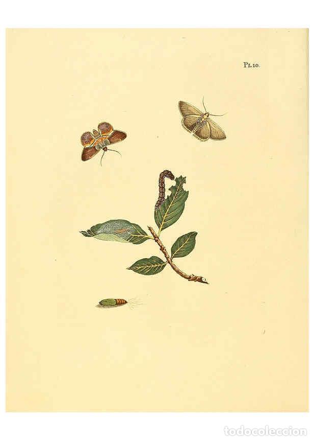 Coleccionismo de Revistas y Peri&oacute;dicos: Reproducci&oacute;n/Reproduction 6127001850: Surinaamsche vlinders d.1-3. Amsterdam :J.C. Sepp en zoon,[184