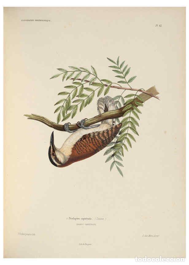 Coleccionismo de Revistas y Peri&oacute;dicos: Reproducci&oacute;n/Reproduction 6120581056: Iconographie ornithologique Paris :Chez Friedrich Klincksieck