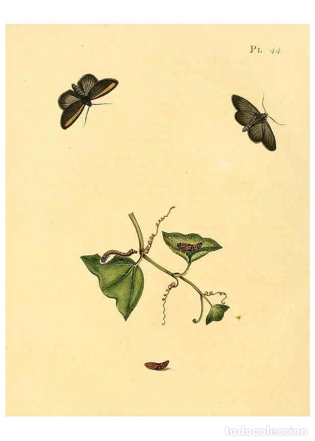 Coleccionismo de Revistas y Peri&oacute;dicos: Reproducci&oacute;n/Reproduction 6127005960: Surinaamsche vlinders d.1-3. Amsterdam :J.C. Sepp en zoon,[184