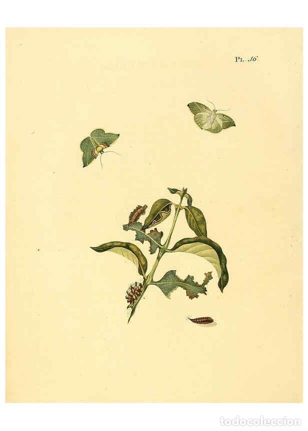 Coleccionismo de Revistas y Peri&oacute;dicos: Reproducci&oacute;n/Reproduction 6126454281: Surinaamsche vlinders d.1-3. Amsterdam :J.C. Sepp en zoon,[184