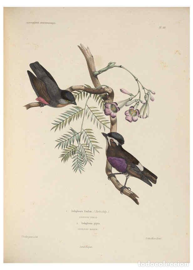 Coleccionismo de Revistas y Peri&oacute;dicos: Reproducci&oacute;n/Reproduction 6120583000: Iconographie ornithologique Paris :Chez Friedrich Klincksieck