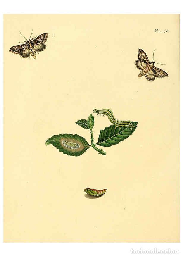 Coleccionismo de Revistas y Peri&oacute;dicos: Reproducci&oacute;n/Reproduction 6126457245: Surinaamsche vlinders d.1-3. Amsterdam :J.C. Sepp en zoon,[184