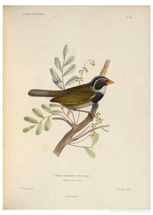 Coleccionismo de Revistas y Peri&oacute;dicos: Reproducci&oacute;n/Reproduction 6120035369: Iconographie ornithologique Paris :Chez Friedrich Klincksieck