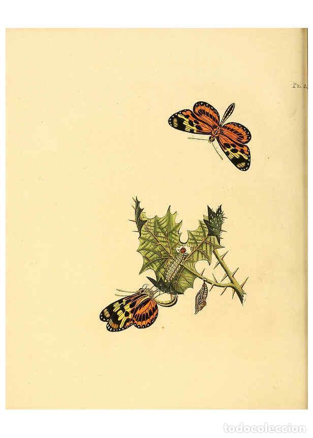 Coleccionismo de Revistas y Peri&oacute;dicos: Reproducci&oacute;n/Reproduction 6127000748: Surinaamsche vlinders d.1-3. Amsterdam :J.C. Sepp en zoon,[184