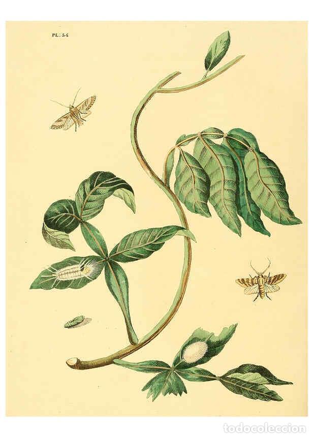 Coleccionismo de Revistas y Peri&oacute;dicos: Reproducci&oacute;n/Reproduction 6127007348: Surinaamsche vlinders d.1-3. Amsterdam :J.C. Sepp en zoon,[184