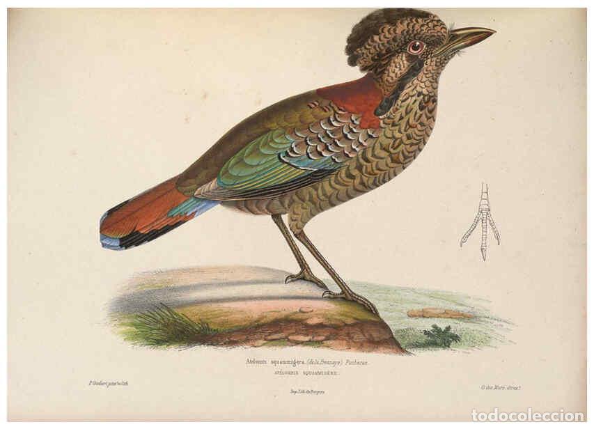 Coleccionismo de Revistas y Peri&oacute;dicos: Reproducci&oacute;n/Reproduction 6120574214: Iconographie ornithologique Paris :Chez Friedrich Klincksieck