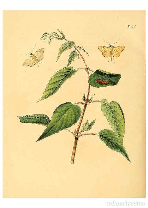 Coleccionismo de Revistas y Peri&oacute;dicos: Reproducci&oacute;n/Reproduction 6126460711: Surinaamsche vlinders d.1-3. Amsterdam :J.C. Sepp en zoon,[184