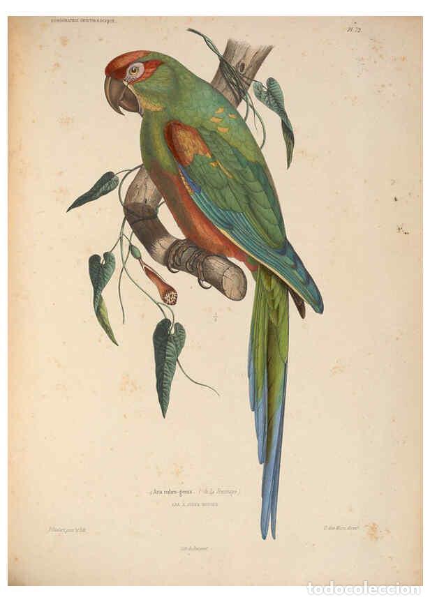 Coleccionismo de Revistas y Peri&oacute;dicos: Reproducci&oacute;n/Reproduction 6120584056: Iconographie ornithologique Paris :Chez Friedrich Klincksieck