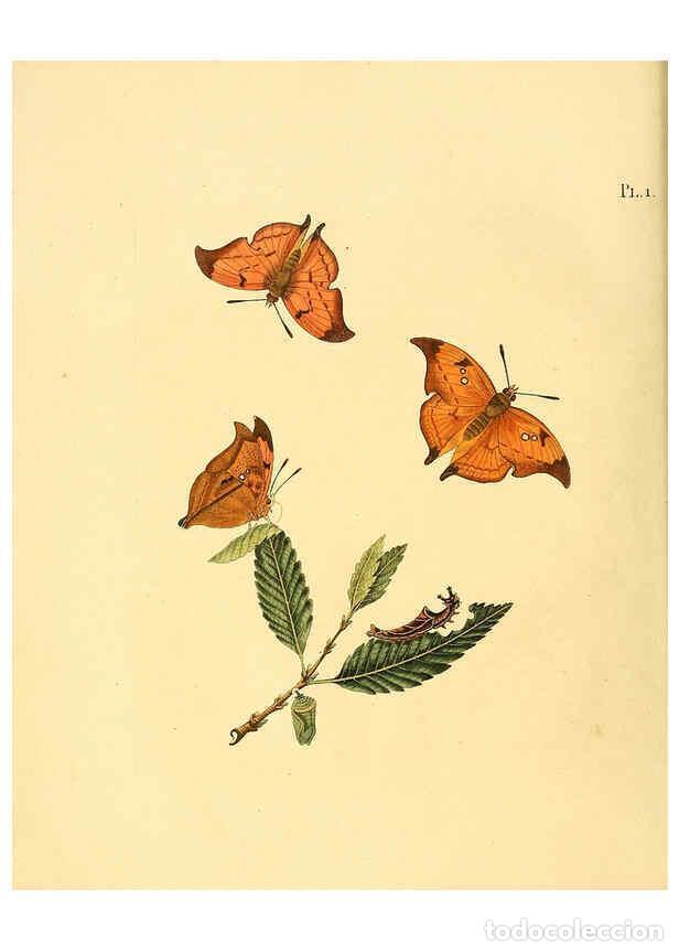 Coleccionismo de Revistas y Peri&oacute;dicos: Reproducci&oacute;n/Reproduction 6127000630: Surinaamsche vlinders d.1-3. Amsterdam :J.C. Sepp en zoon,[184