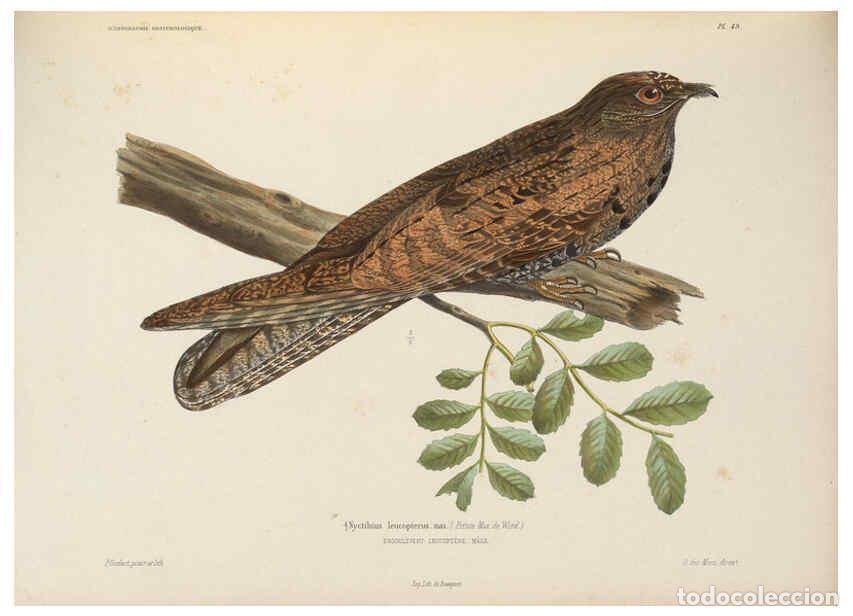 Coleccionismo de Revistas y Peri&oacute;dicos: Reproducci&oacute;n/Reproduction 6120577214: Iconographie ornithologique Paris :Chez Friedrich Klincksieck