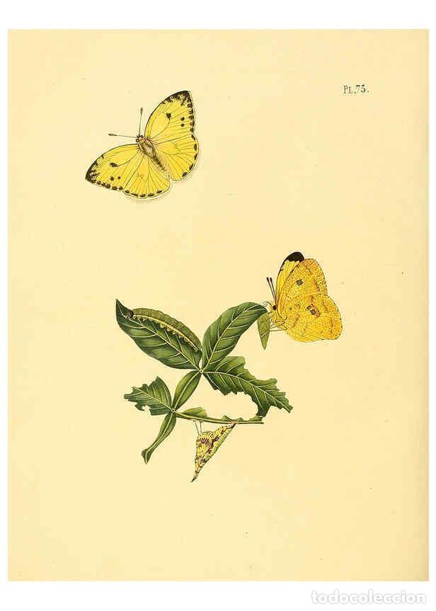 Coleccionismo de Revistas y Peri&oacute;dicos: Reproducci&oacute;n/Reproduction 6126462047: Surinaamsche vlinders d.1-3. Amsterdam :J.C. Sepp en zoon,[184