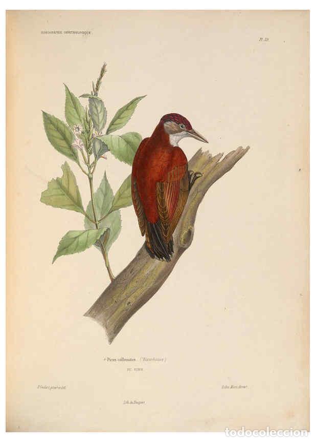 Coleccionismo de Revistas y Peri&oacute;dicos: Reproducci&oacute;n/Reproduction 6120580066: Iconographie ornithologique Paris :Chez Friedrich Klincksieck