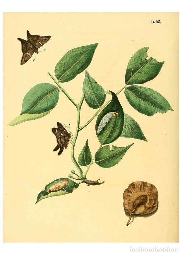 Coleccionismo de Revistas y Peri&oacute;dicos: Reproducci&oacute;n/Reproduction 6127007864: Surinaamsche vlinders d.1-3. Amsterdam :J.C. Sepp en zoon,[184