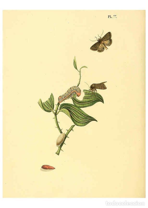 Coleccionismo de Revistas y Peri&oacute;dicos: Reproducci&oacute;n/Reproduction 6126462335: Surinaamsche vlinders d.1-3. Amsterdam :J.C. Sepp en zoon,[184