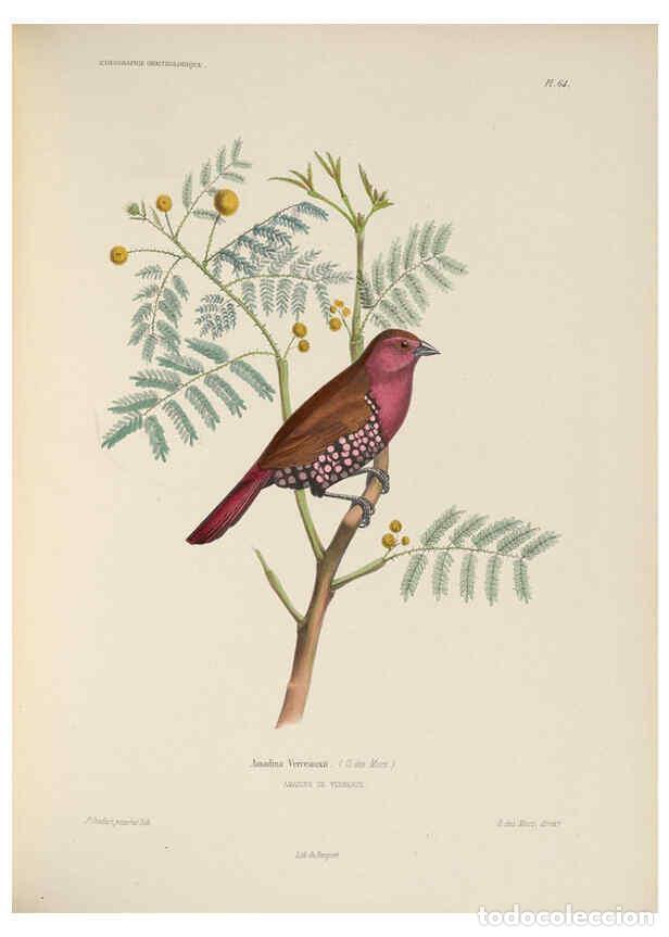 Coleccionismo de Revistas y Peri&oacute;dicos: Reproducci&oacute;n/Reproduction 6120037591: Iconographie ornithologique Paris :Chez Friedrich Klincksieck