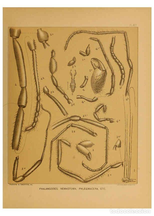 Coleccionismo de Revistas y Peri&oacute;dicos: Reproducci&oacute;n/Reproduction 6124287845: The cave fauna of North America Washington,National Academy of