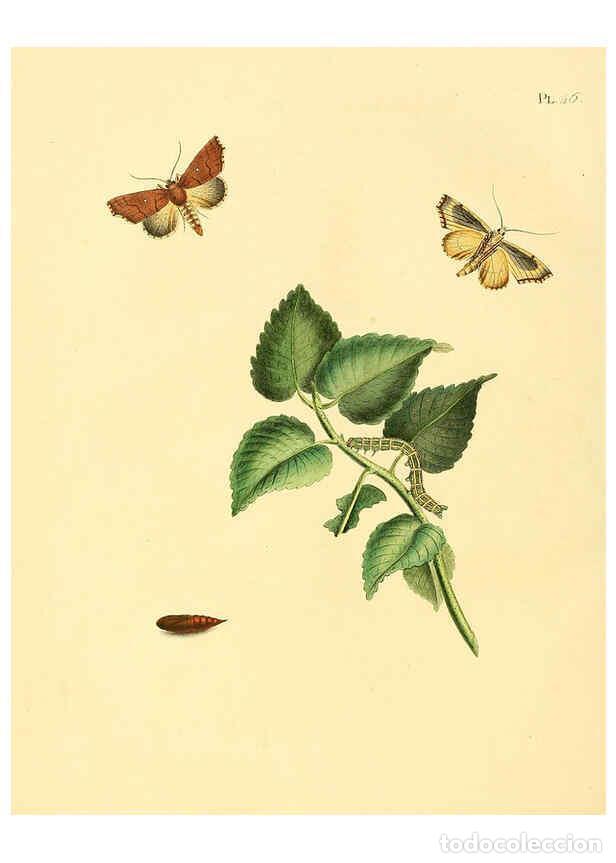 Coleccionismo de Revistas y Peri&oacute;dicos: Reproducci&oacute;n/Reproduction 6126458085: Surinaamsche vlinders d.1-3. Amsterdam :J.C. Sepp en zoon,[184