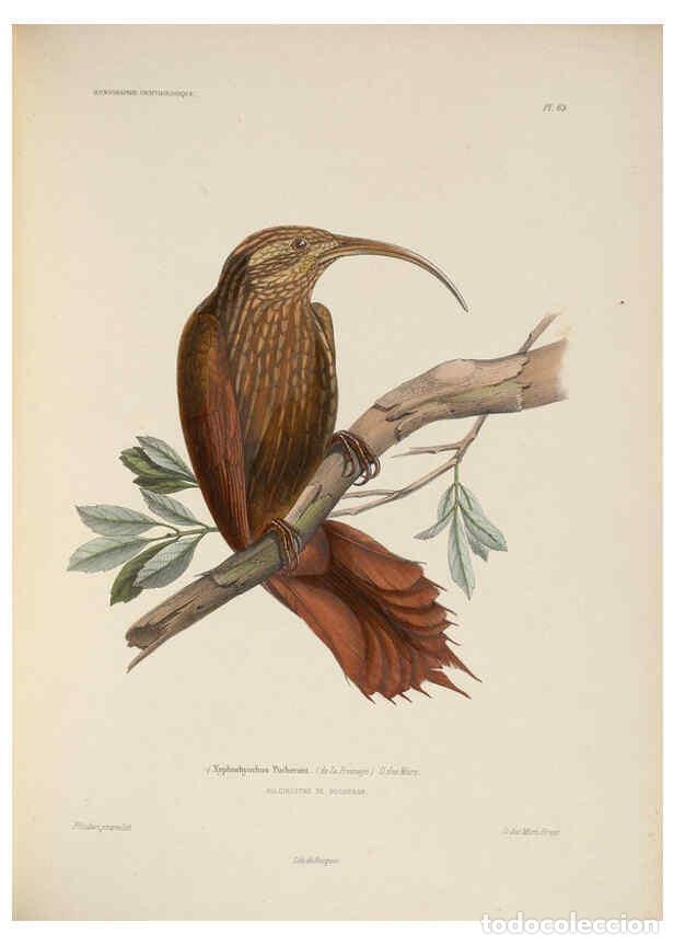Coleccionismo de Revistas y Peri&oacute;dicos: Reproducci&oacute;n/Reproduction 6120583208: Iconographie ornithologique Paris :Chez Friedrich Klincksieck