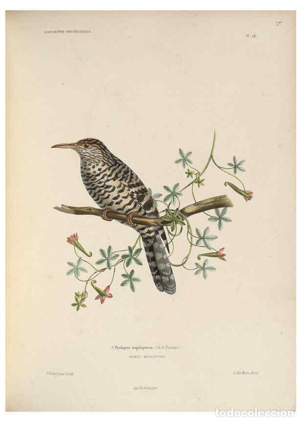 Coleccionismo de Revistas y Peri&oacute;dicos: Reproducci&oacute;n/Reproduction 6120035147: Iconographie ornithologique Paris :Chez Friedrich Klincksieck