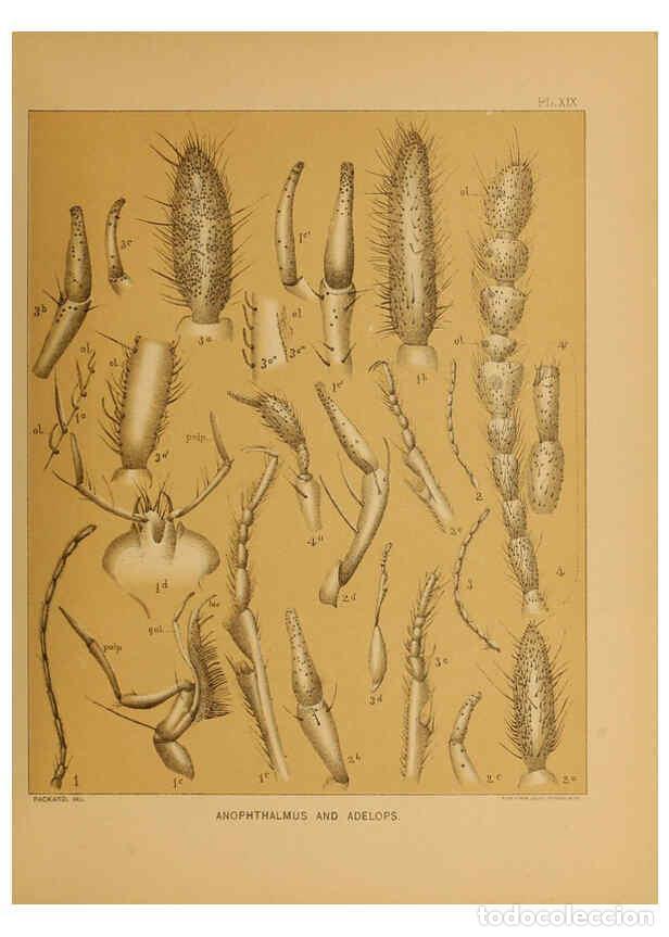 Coleccionismo de Revistas y Peri&oacute;dicos: Reproducci&oacute;n/Reproduction 6124288999: The cave fauna of North America Washington,National Academy of