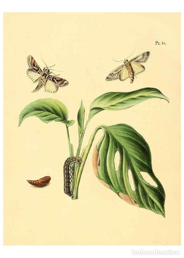 Coleccionismo de Revistas y Peri&oacute;dicos: Reproducci&oacute;n/Reproduction 6126458693: Surinaamsche vlinders d.1-3. Amsterdam :J.C. Sepp en zoon,[184