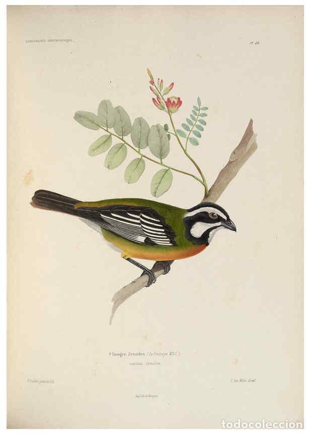 Coleccionismo de Revistas y Peri&oacute;dicos: Reproducci&oacute;n/Reproduction 6120030961: Iconographie ornithologique Paris :Chez Friedrich Klincksieck