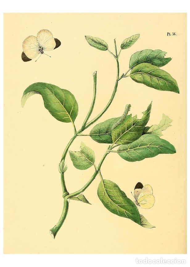 Coleccionismo de Revistas y Peri&oacute;dicos: Reproducci&oacute;n/Reproduction 6126459405: Surinaamsche vlinders d.1-3. Amsterdam :J.C. Sepp en zoon,[184