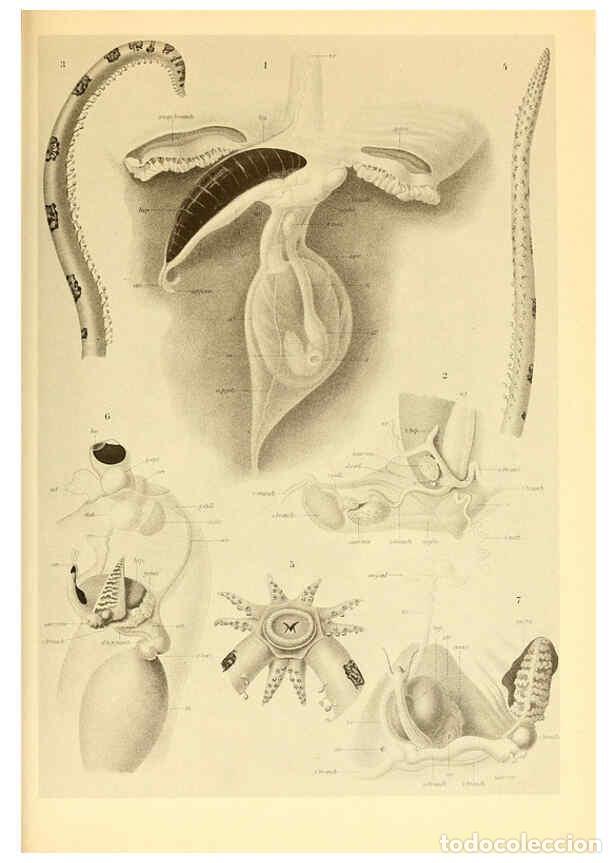Coleccionismo de Revistas y Peri&oacute;dicos: Reproducci&oacute;n/Reproduction 6139731547: The Cephalopod. atlas Jerusalem :Israel Program for Scientific