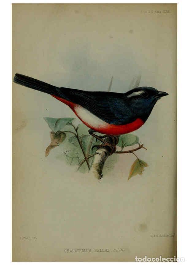 Coleccionismo de Revistas y Peri&oacute;dicos: Reproducci&oacute;n/Reproduction 6139778311: Proceedings of the Zoological Society of London. 1856 London :