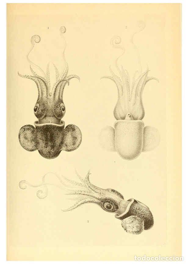 Coleccionismo de Revistas y Peri&oacute;dicos: Reproducci&oacute;n/Reproduction 6139732659: The Cephalopod. atlas Jerusalem :Israel Program for Scientific