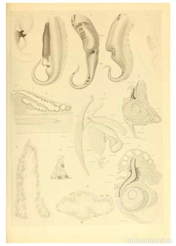 Coleccionismo de Revistas y Peri&oacute;dicos: Reproducci&oacute;n/Reproduction 6140274218: The Cephalopod. atlas Jerusalem :Israel Program for Scientific