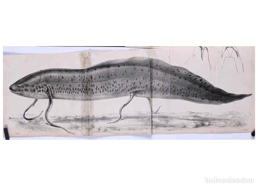 Coleccionismo de Revistas y Peri&oacute;dicos: Reproducci&oacute;n/Reproduction 6139779309: Proceedings of the Zoological Society of London. 1856 London :