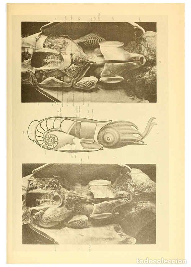 Coleccionismo de Revistas y Peri&oacute;dicos: Reproducci&oacute;n/Reproduction 6140284614: The Cephalopod. atlas Jerusalem :Israel Program for Scientific