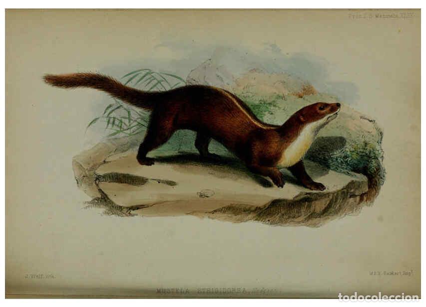 Coleccionismo de Revistas y Peri&oacute;dicos: Reproducci&oacute;n/Reproduction 6140331770: Proceedings of the Zoological Society of London. 1856 London :