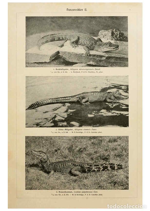 Coleccionismo de Revistas y Peri&oacute;dicos: Reproducci&oacute;n/Reproduction 6140226814: Brehms Tierleben. Bd.1 Leipzig,Bibliographisches Institut,1911