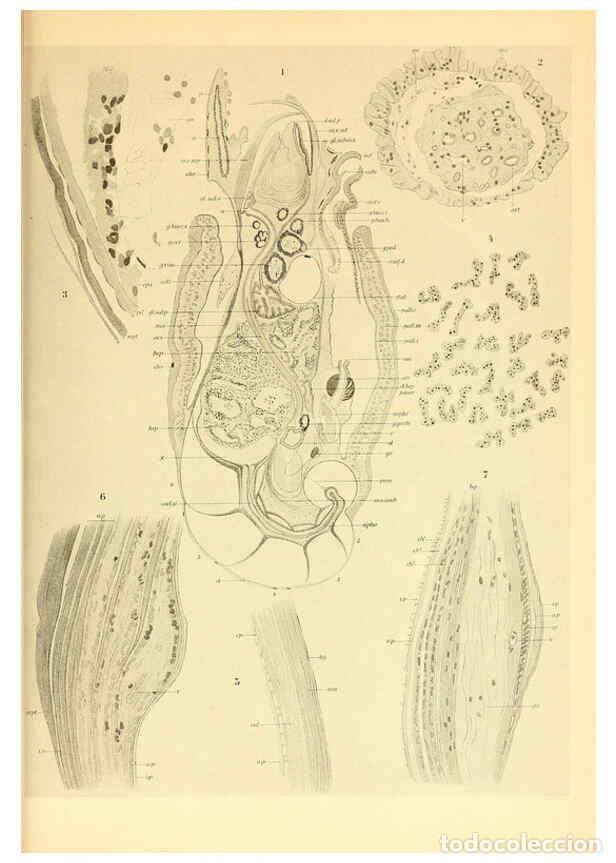Coleccionismo de Revistas y Peri&oacute;dicos: Reproducci&oacute;n/Reproduction 6139735335: The Cephalopod. atlas Jerusalem :Israel Program for Scientific