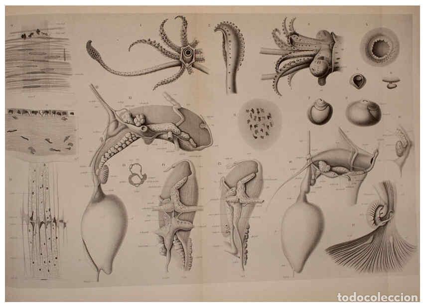 Coleccionismo de Revistas y Peri&oacute;dicos: Reproducci&oacute;n/Reproduction 6140281934: The Cephalopod. atlas Jerusalem :Israel Program for Scientific
